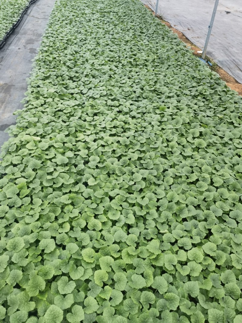 【精品】年销百万颗桌艺岀口型冬瓜苗广东地区，量大价优