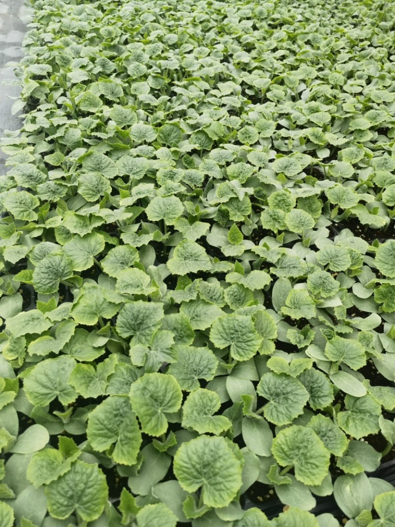【精品】年销百万颗桌艺岀口型冬瓜苗广东地区，量大价优