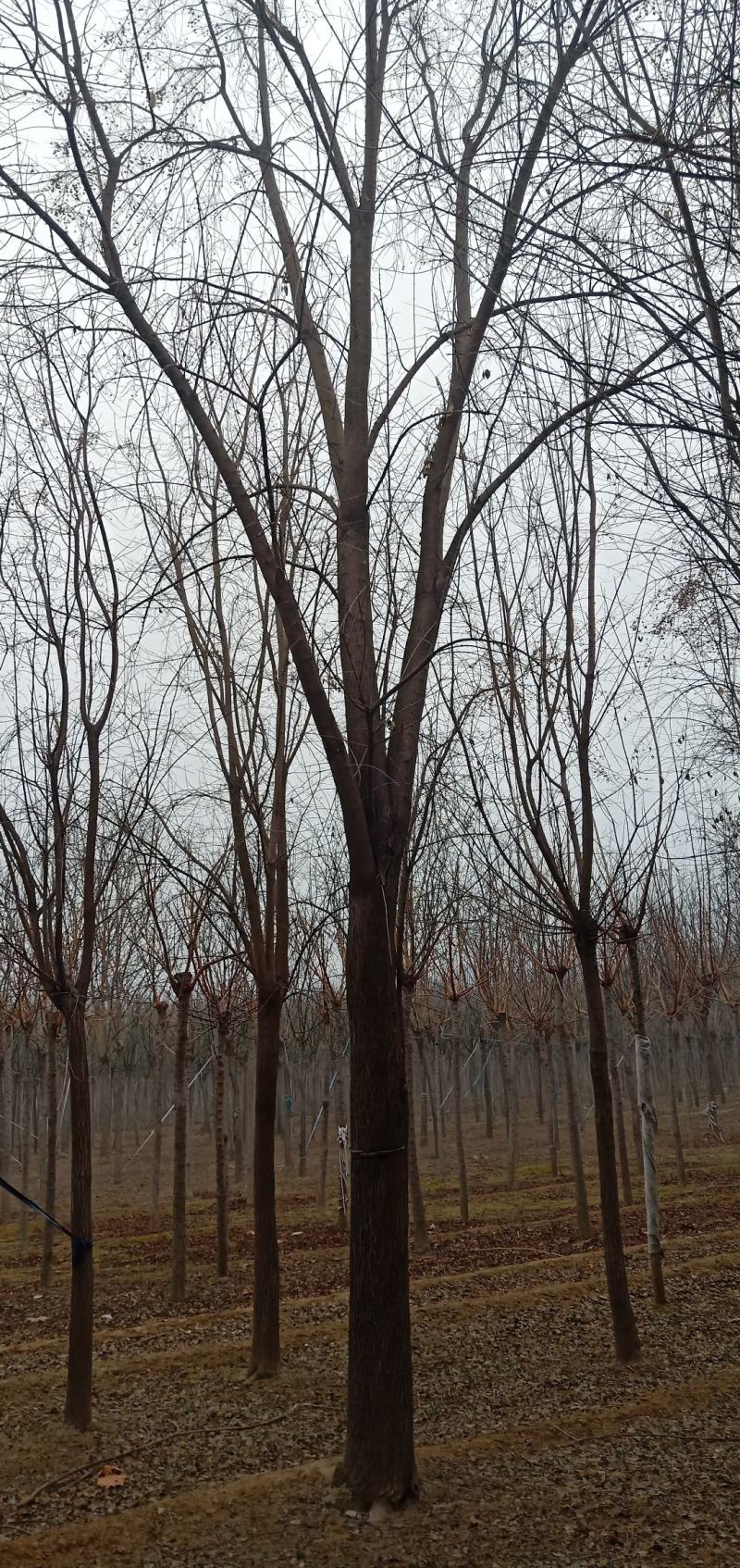 丝棉木