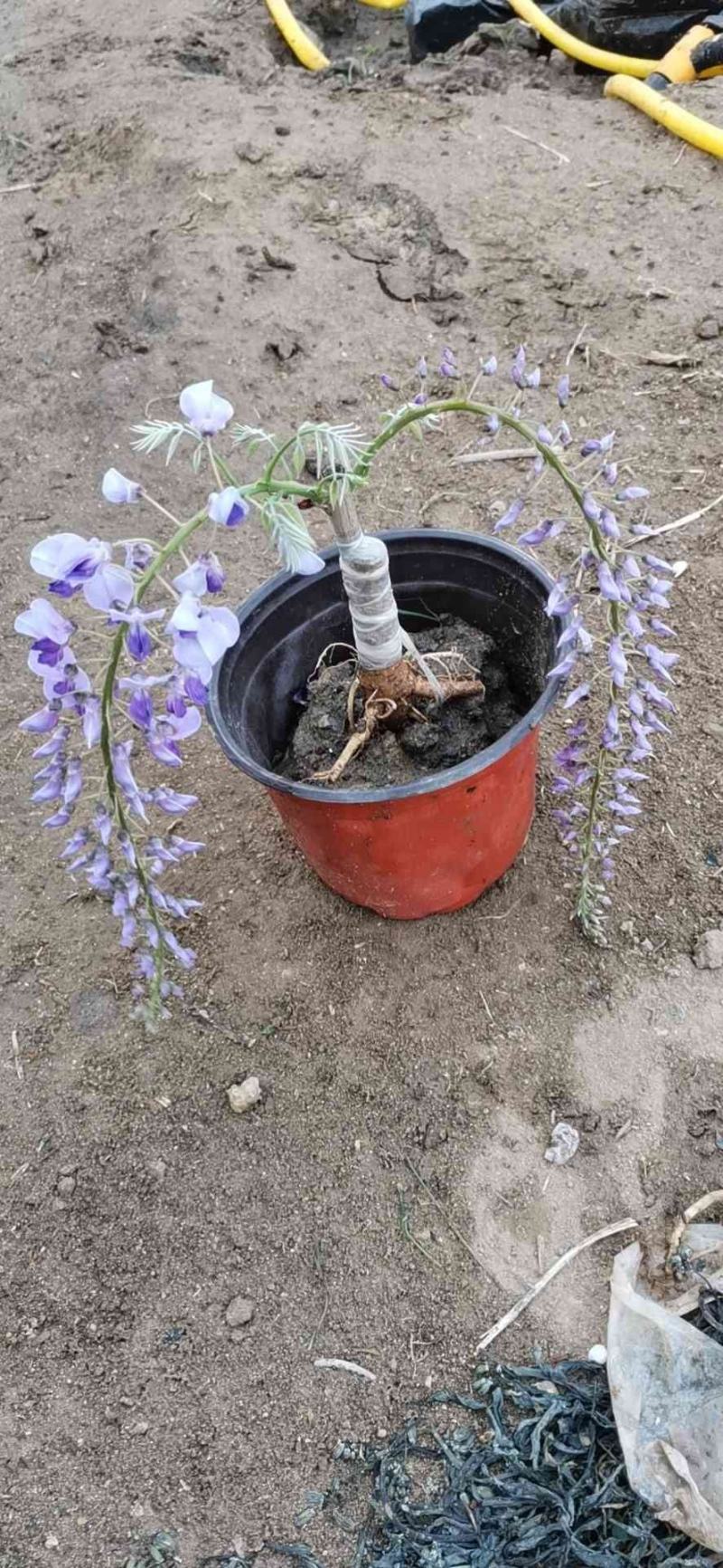多花紫藤（日本紫藤）