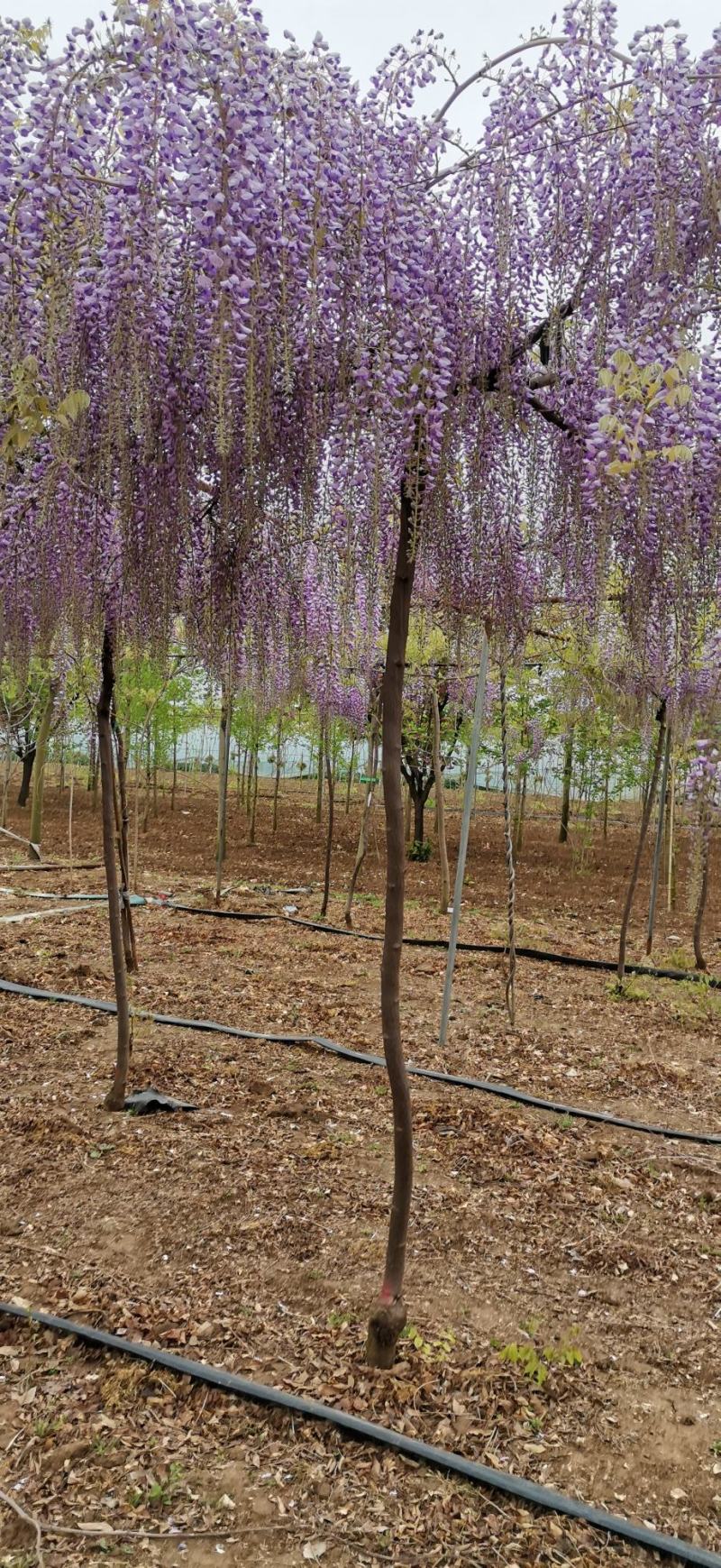 多花紫藤（日本紫藤）