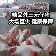 精品外三元仔猪，自繁自育优质猪苗，疫苗齐全，健壮好饲养，
