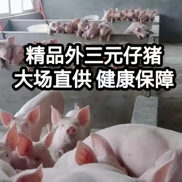 精品外三元仔猪，自繁自育优质猪苗，疫苗齐全，健壮好饲养