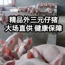 精品外三元仔猪，自繁自育优质猪苗，疫苗齐全，健壮好饲养，
