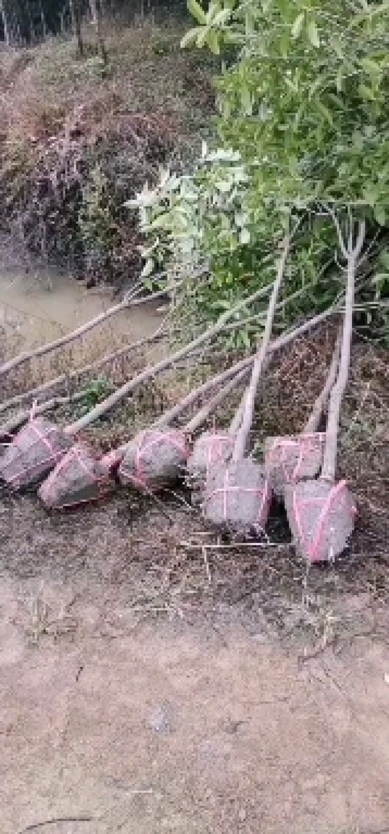 桂花树，桂花苗，桂花树价格，基地自产自销，量大从优。