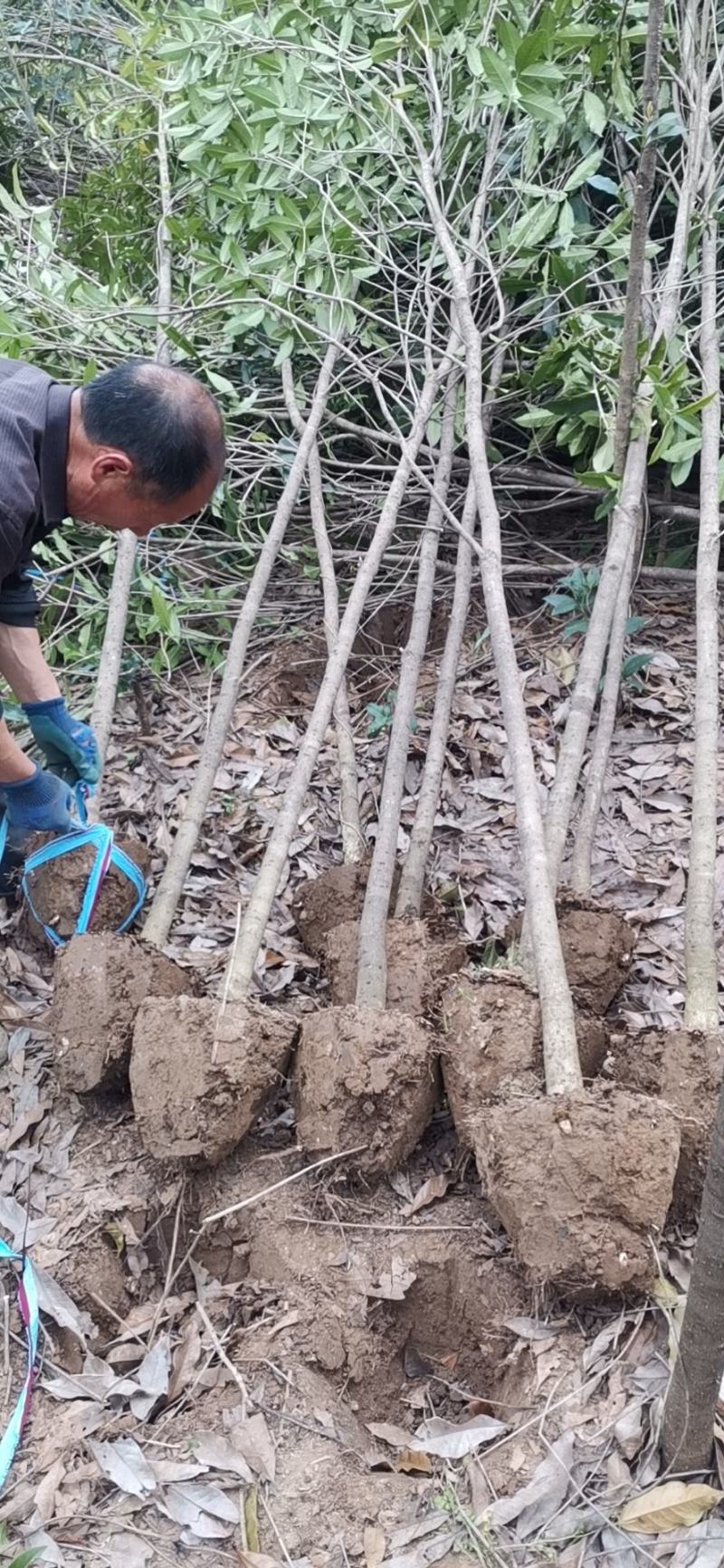 桂花树，桂花苗，桂花树价格，基地自产自销，量大从优。