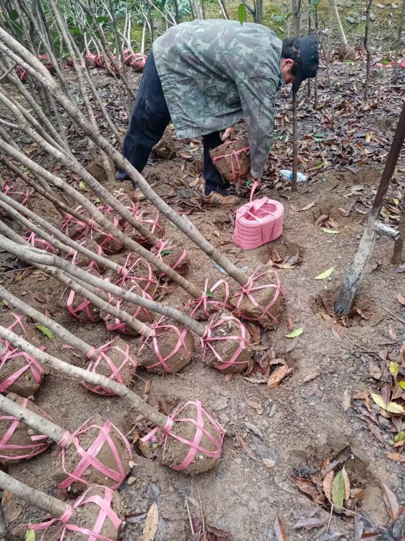 桂花树，桂花苗，桂花树价格，基地自产自销，量大从优。