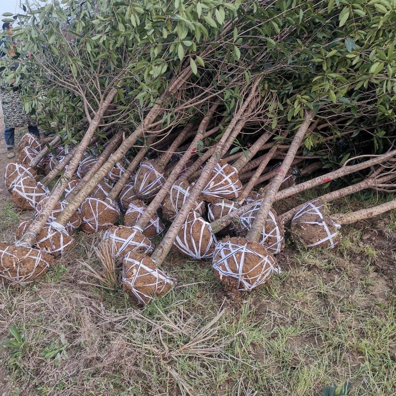 桂花树，桂花苗，桂花树价格，基地自产自销，量大从优。