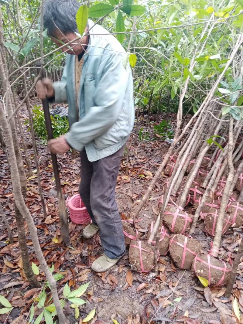 桂花树，桂花苗，桂花树价格，基地自产自销，量大从优。