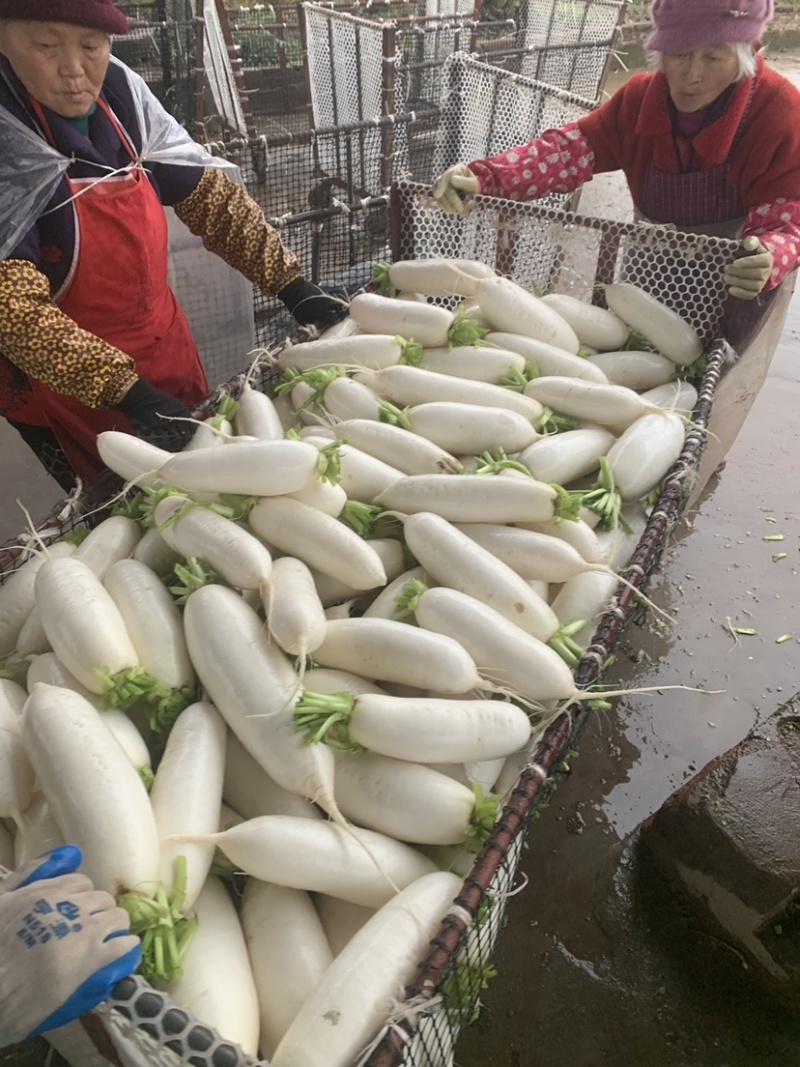 基地精品白萝卜