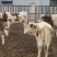 西门塔尔牛，肉牛，牛犊，免费提供养殖技术