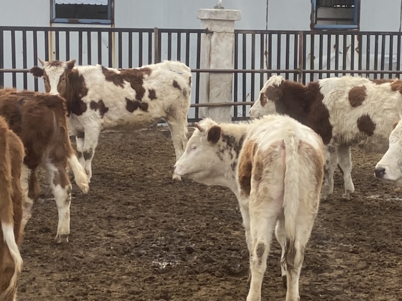 西门塔尔牛，肉牛，牛犊，免费提供养殖技术