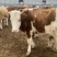 西门塔尔牛，肉牛，牛犊，免费提供养殖技术