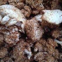 食用菌渣，蘑菇渣，双孢菇，杏鲍菇，金针菇渣