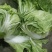 大白菜(色绿圆整)适合各大市场销售和冷库储存