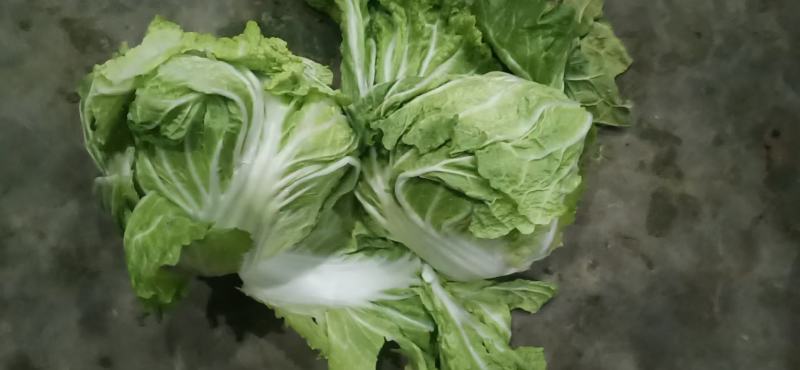 大白菜(色绿圆整)适合各大市场销售和冷库储存