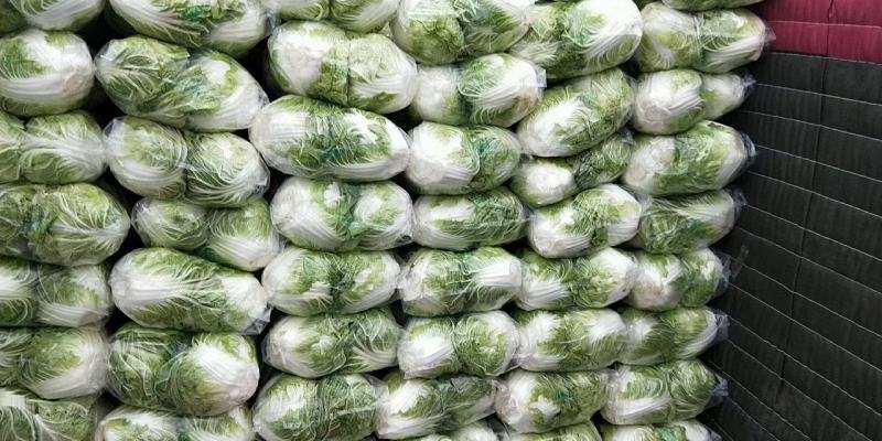 大白菜(色绿圆整)适合各大市场销售和冷库储存