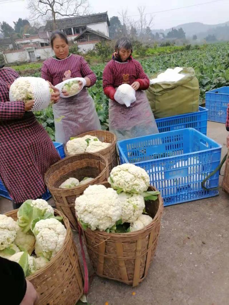 精品散花大量有货资阳产地直发关系各位老板联系