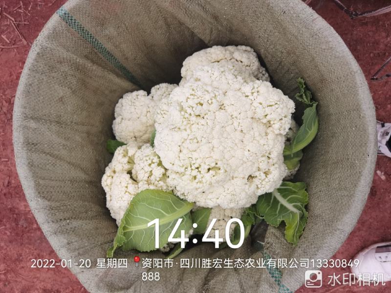 精品散花大量有货资阳产地直发关系各位老板联系