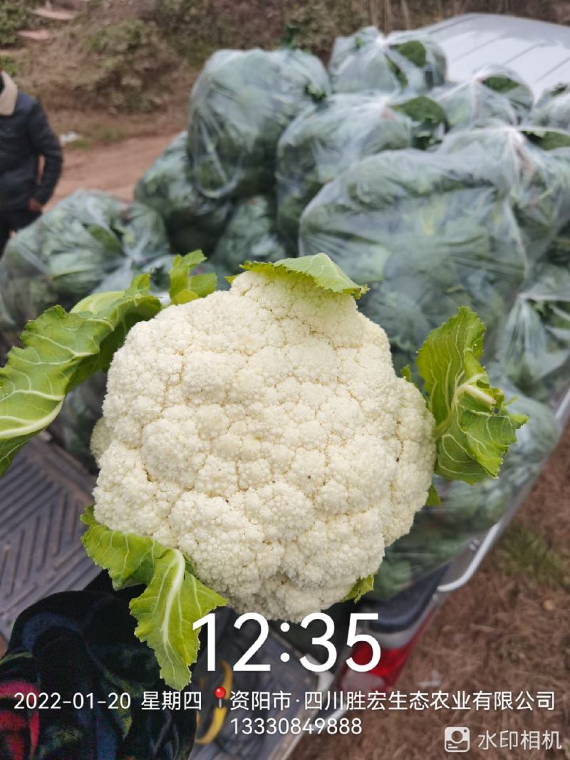 精品散花大量有货资阳产地直发关系各位老板联系