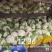 精品散花大量有货资阳产地直发关系各位老板联系