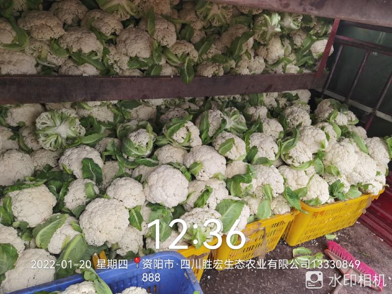 精品散花大量有货资阳产地直发关系各位老板联系