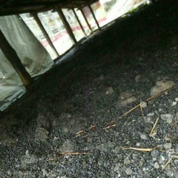 羊粪
