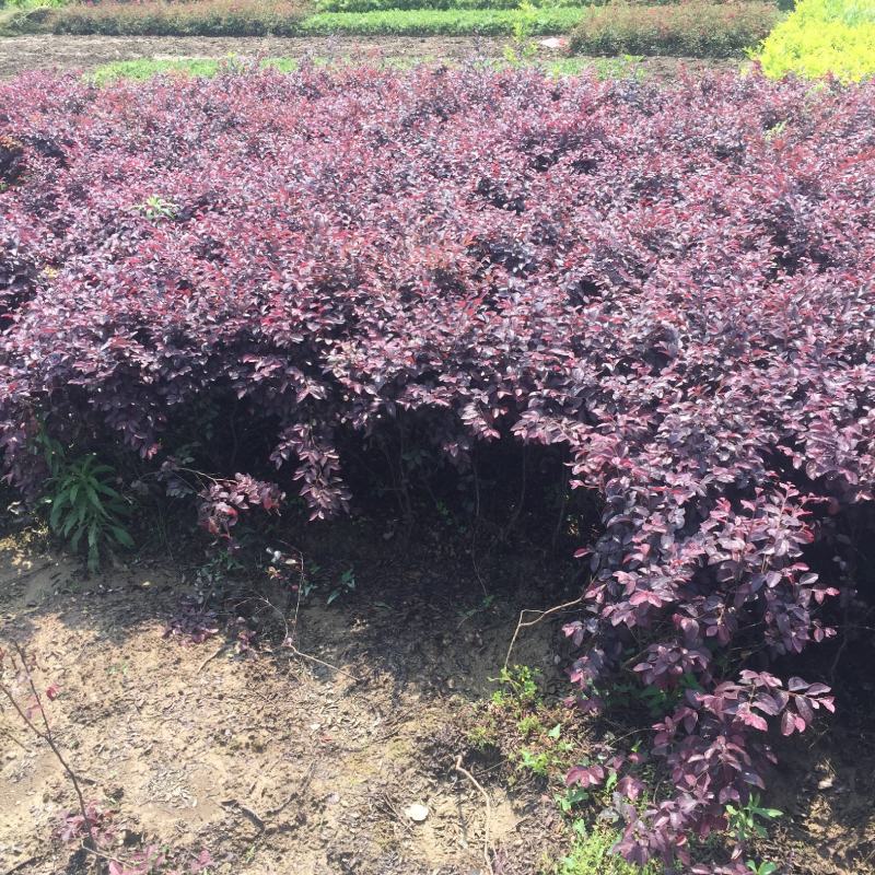 红继木红花继木25-30公分根系发达，全国发货