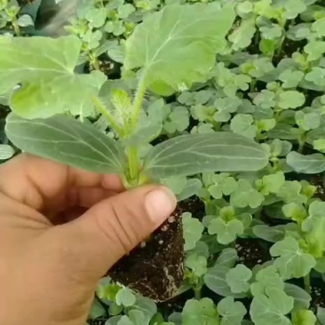 大量供应西瓜嫁接苗