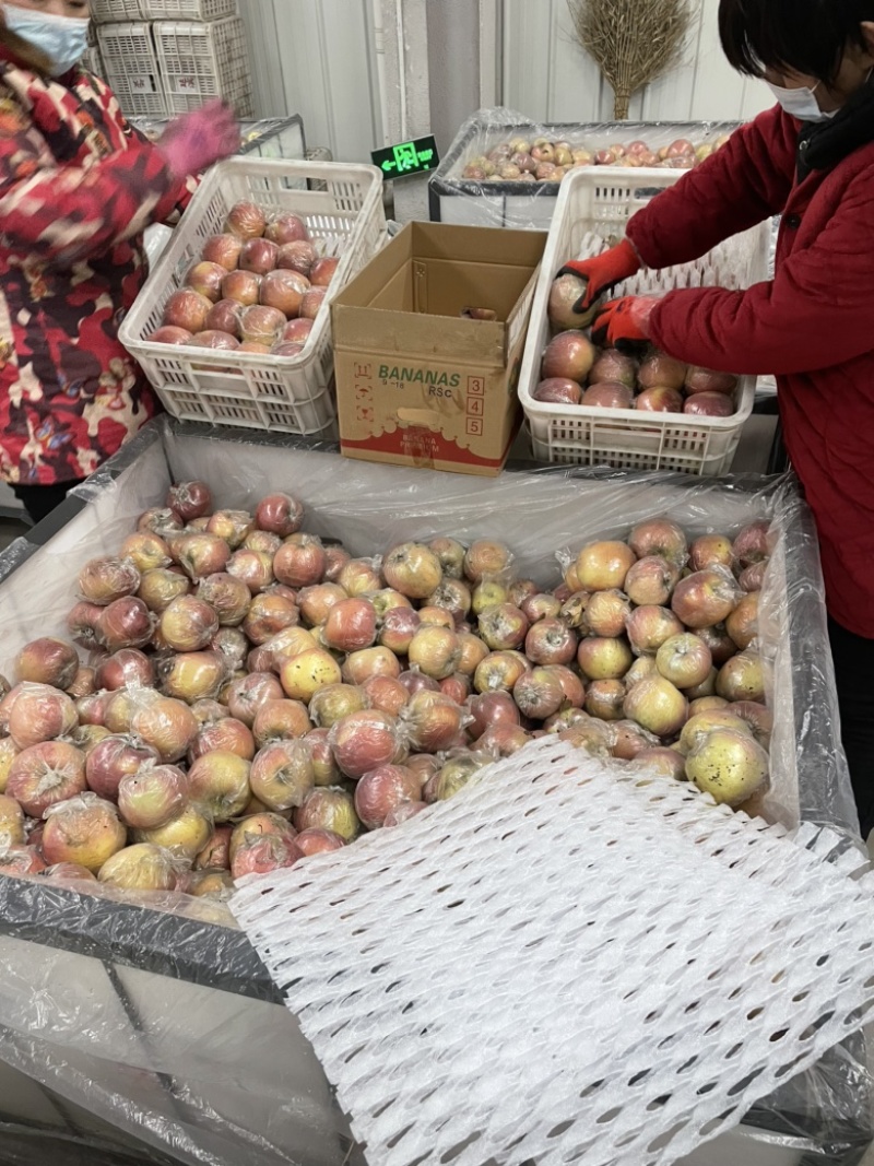 聊城阳谷基地膜袋富士苹果，量大一千万斤，接全国客户