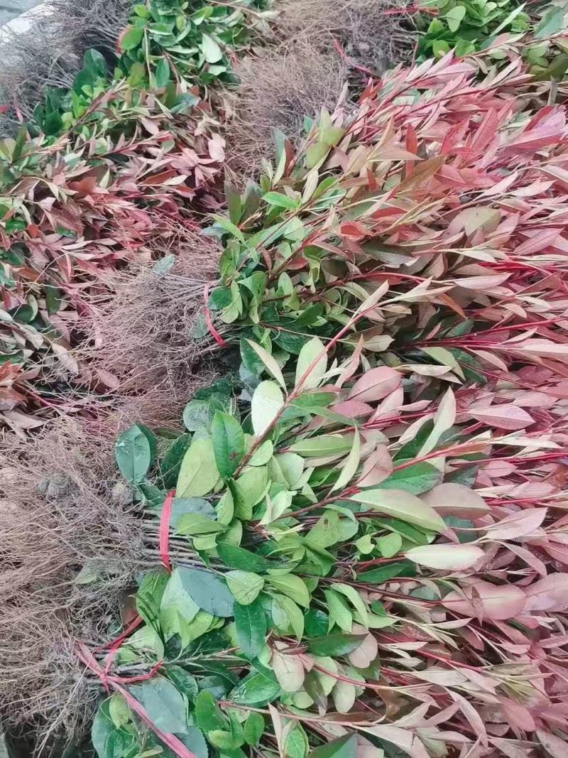 红叶石楠地苗根系发达叶水好农户自产自销