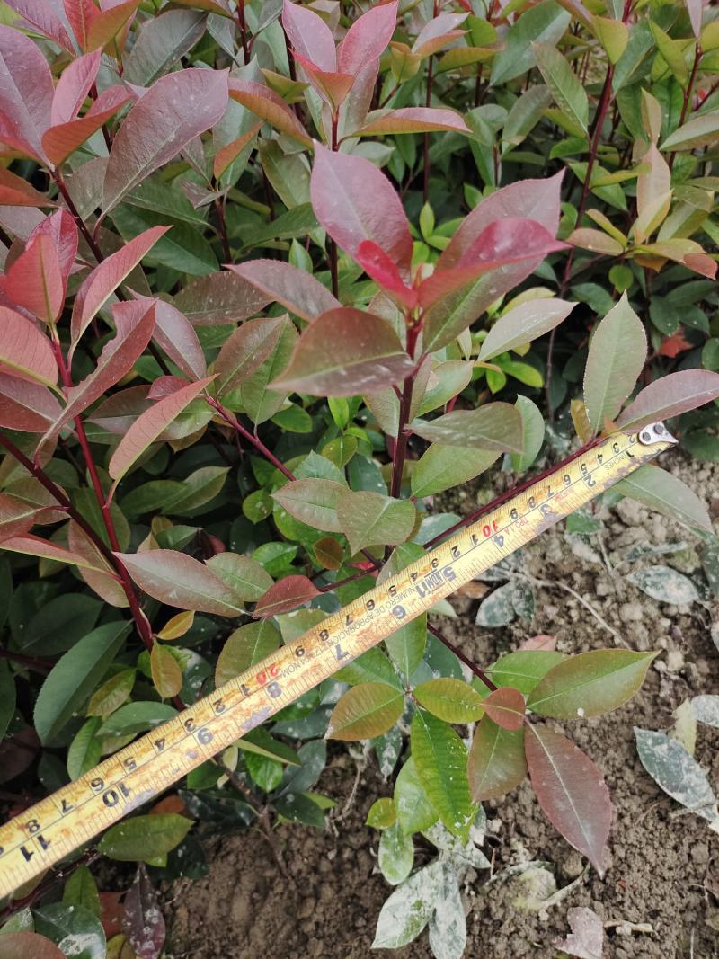 红叶石楠地苗根系发达叶水好农户自产自销