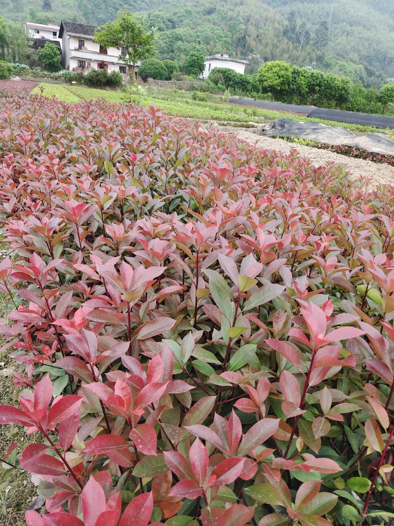 红叶石楠地苗根系发达叶水好农户自产自销