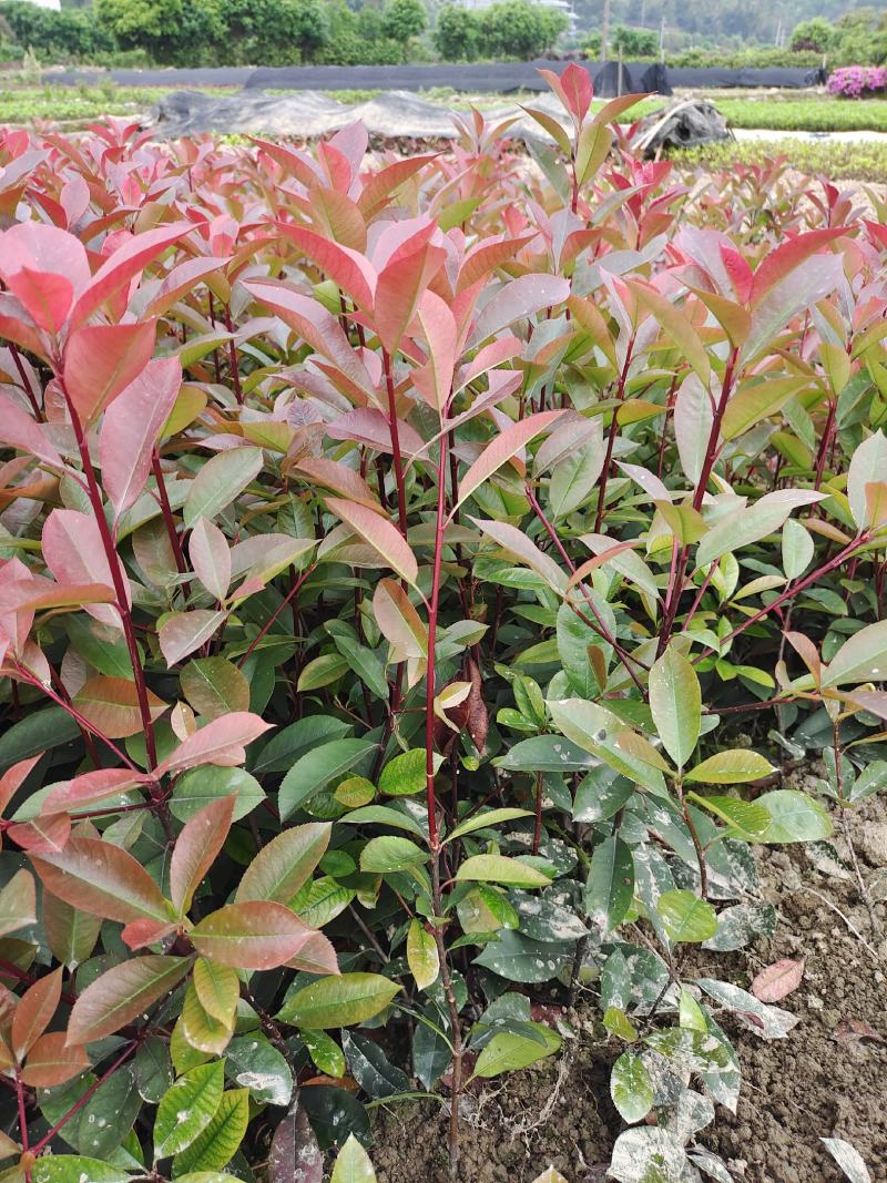 红叶石楠地苗根系发达叶水好农户自产自销