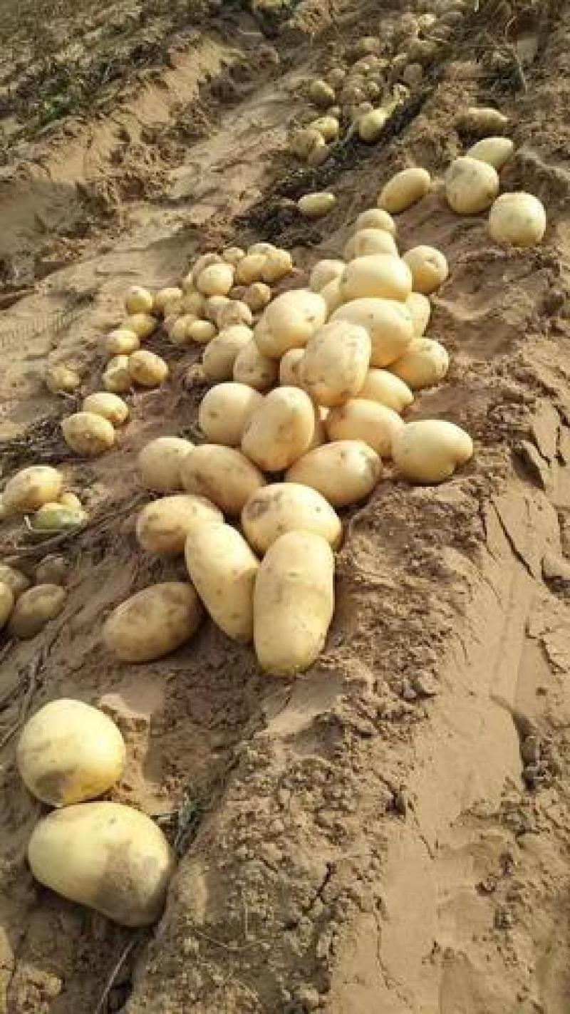 大量供应云南土豆黄皮黄心希森3号，欢迎咨询订购