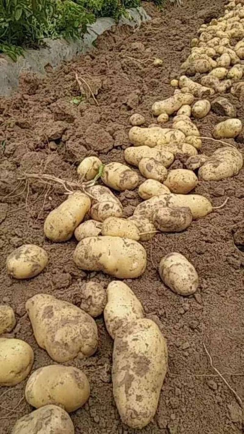 大量供应云南土豆黄皮黄心希森3号，欢迎咨询订购