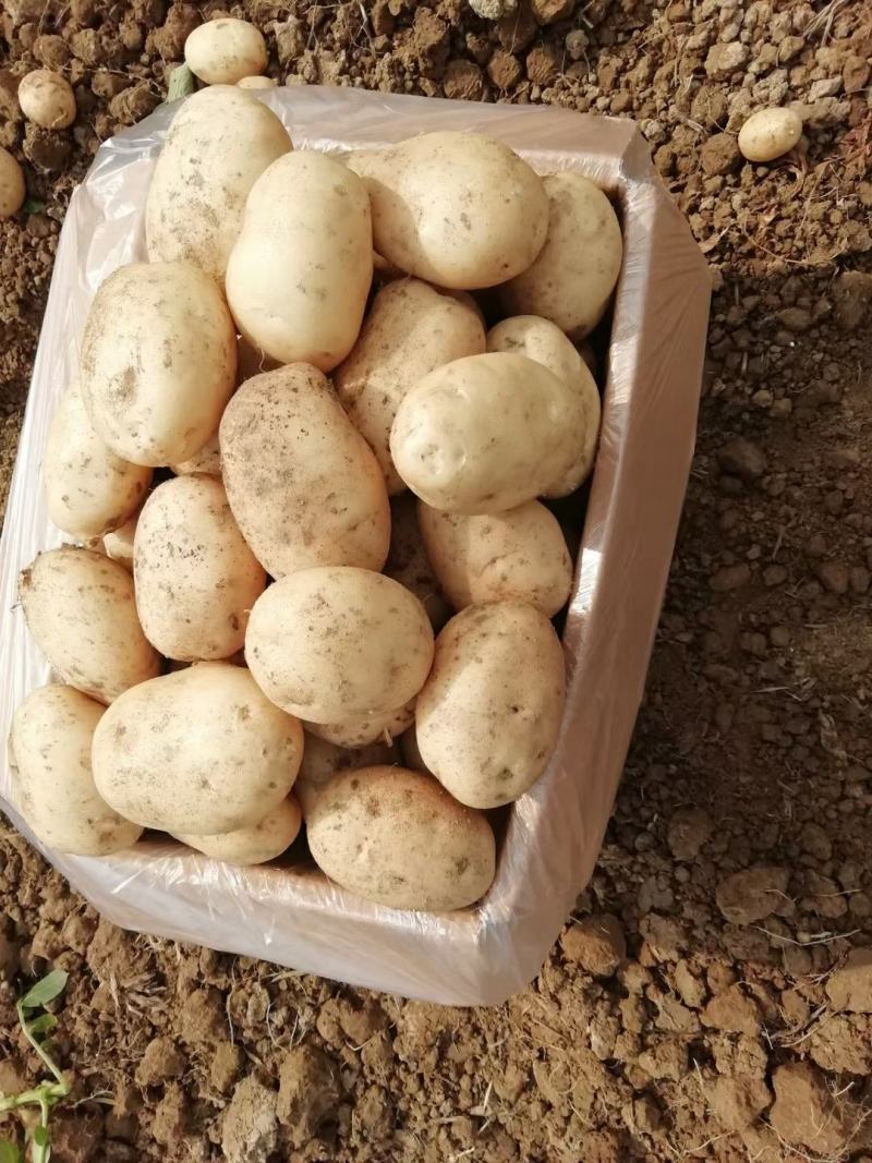 大量供应云南土豆黄皮黄心希森3号，欢迎咨询订购