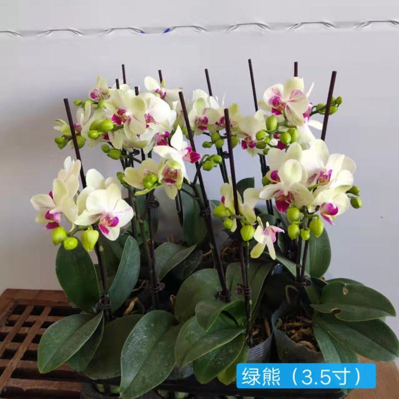 特级绿熊3.5寸高度40-45公分