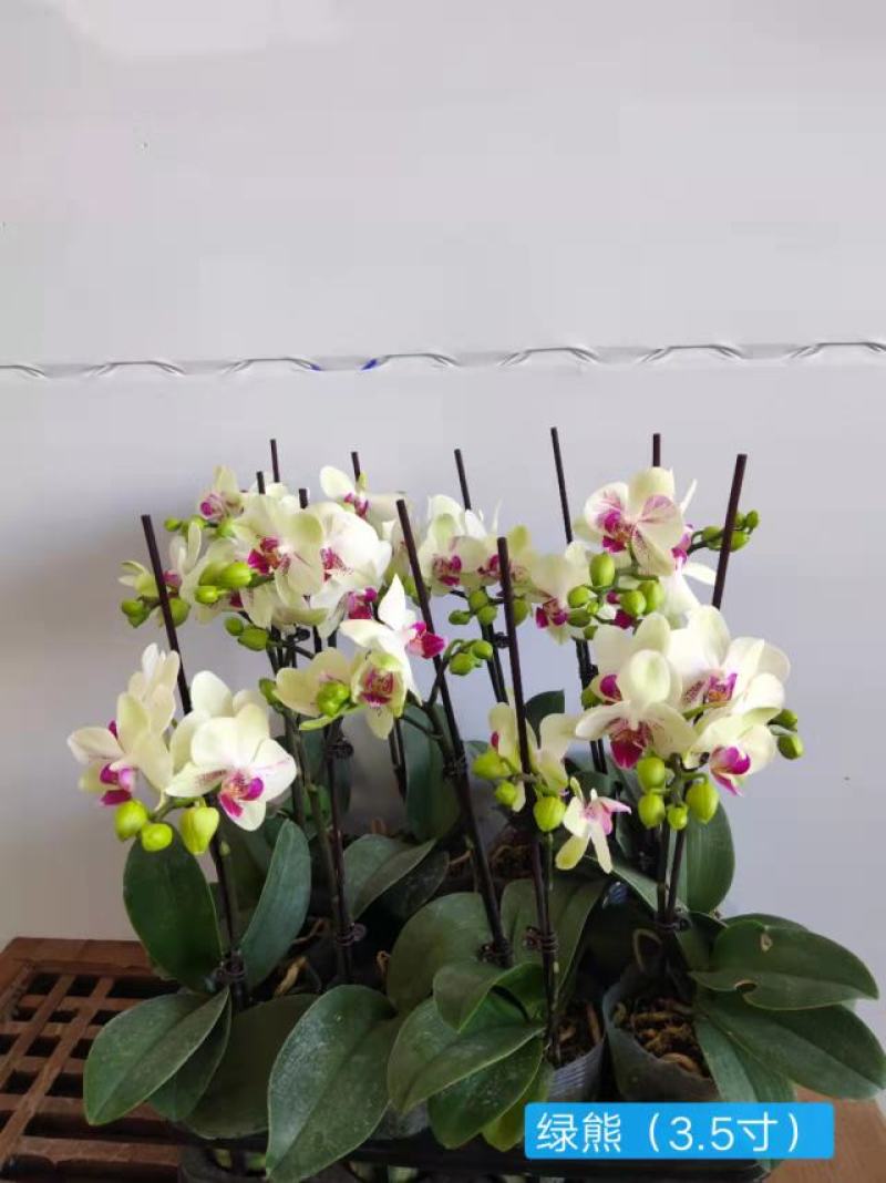特级绿熊3.5寸高度40-45公分