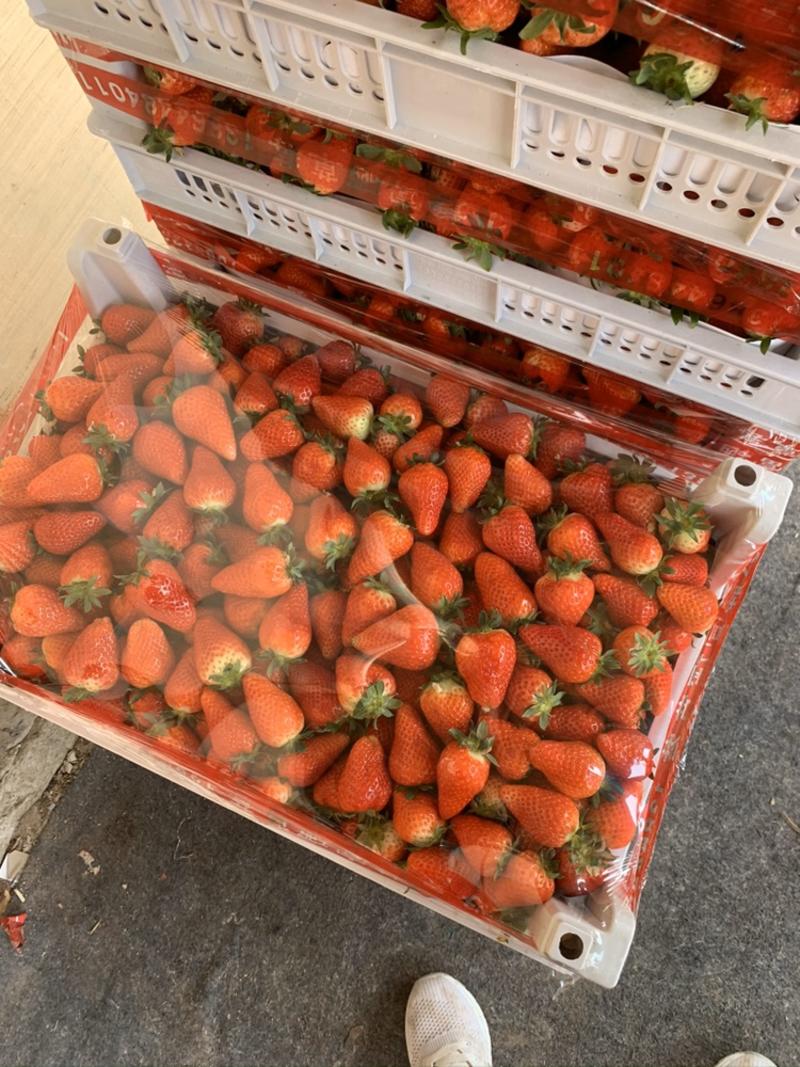 自己家的草莓收购市场货源到发车一条龙服务市场超市电商货