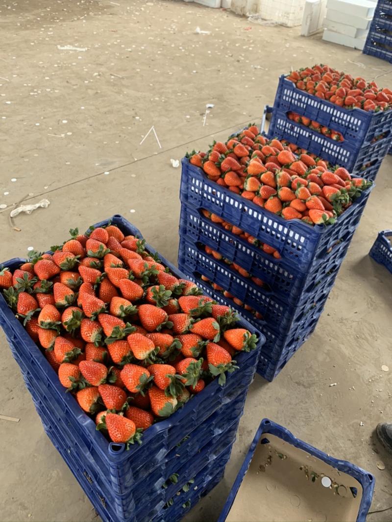 自己家的草莓收购市场货源到发车一条龙服务市场超市电商货