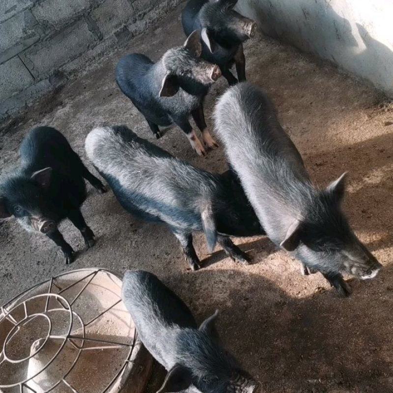 自家养殖藏香猪仔出栏一百头，两个月三个月的四个月的猪仔怀