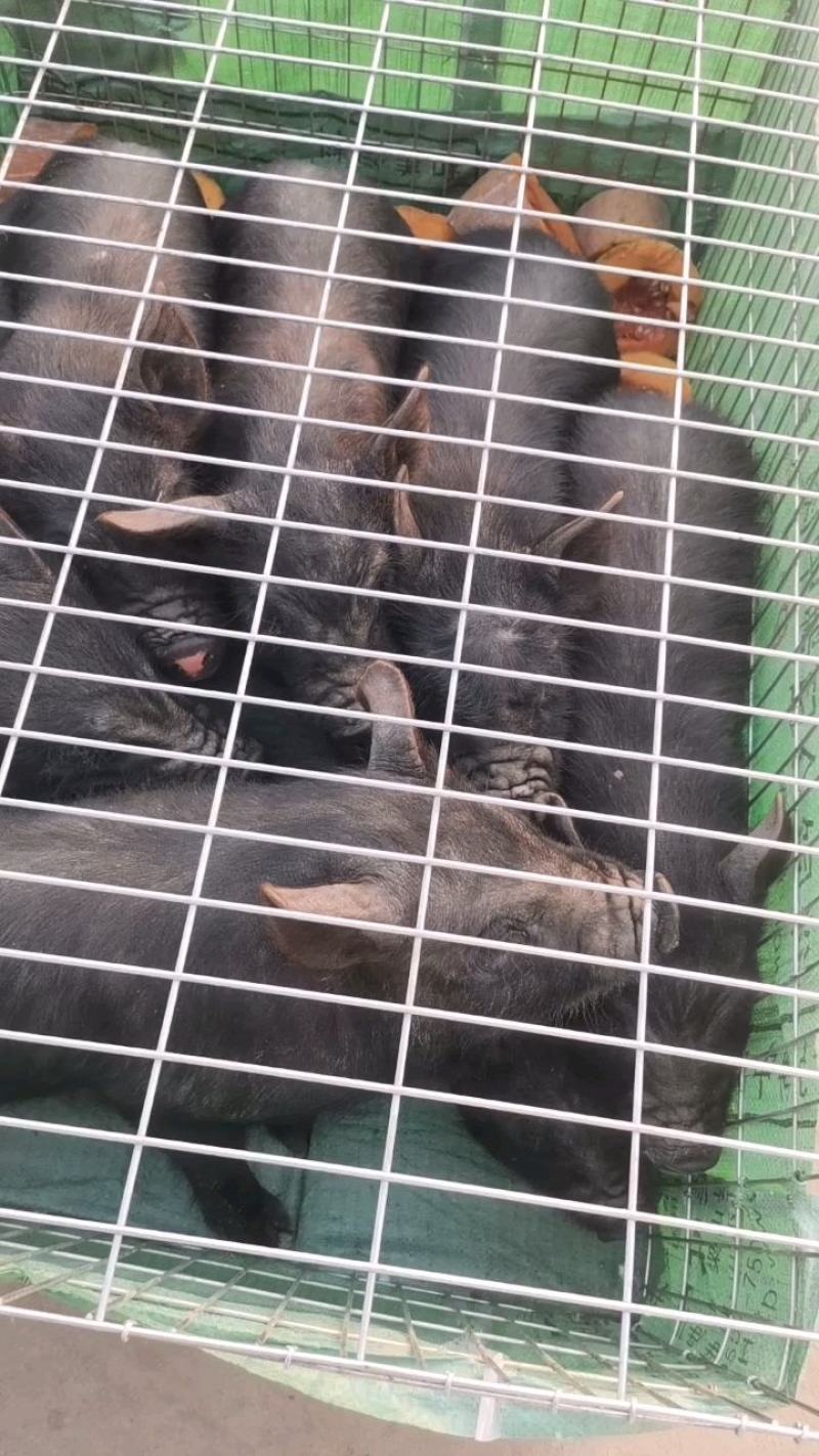 自家养殖藏香猪仔出栏一百头，两个月三个月的四个月的猪仔怀