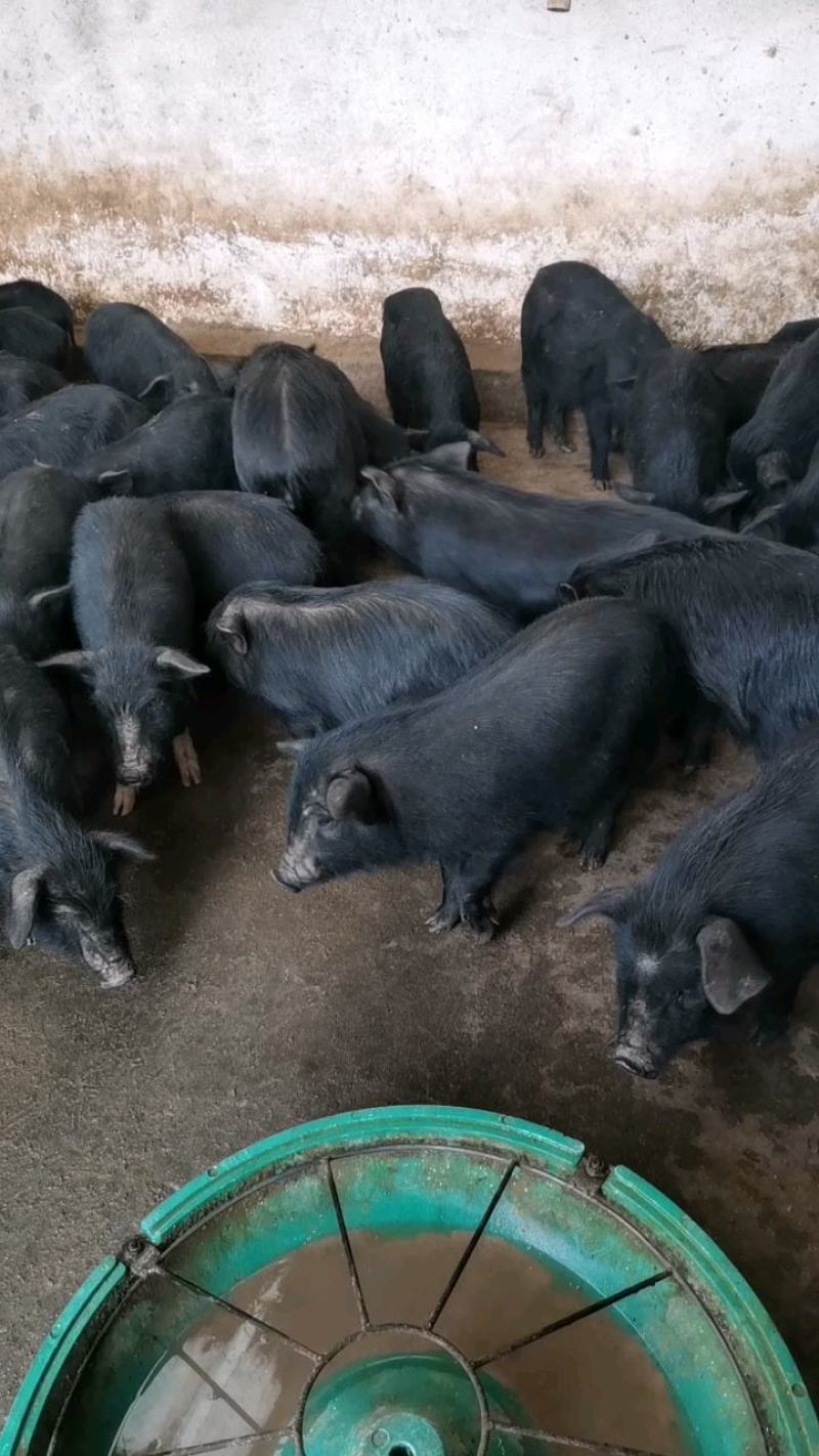 自家养殖藏香猪仔出栏一百头，两个月三个月的四个月的猪仔怀