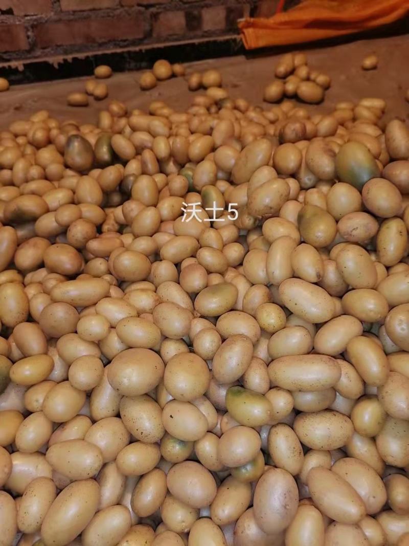 张北县微型薯起售数量10万颗，限大批量购买