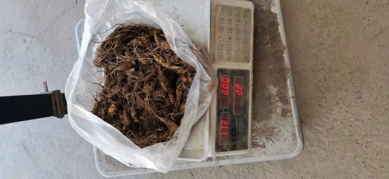 竹节参种苗，大叶竹节参，一年多年生种苗，成活率高