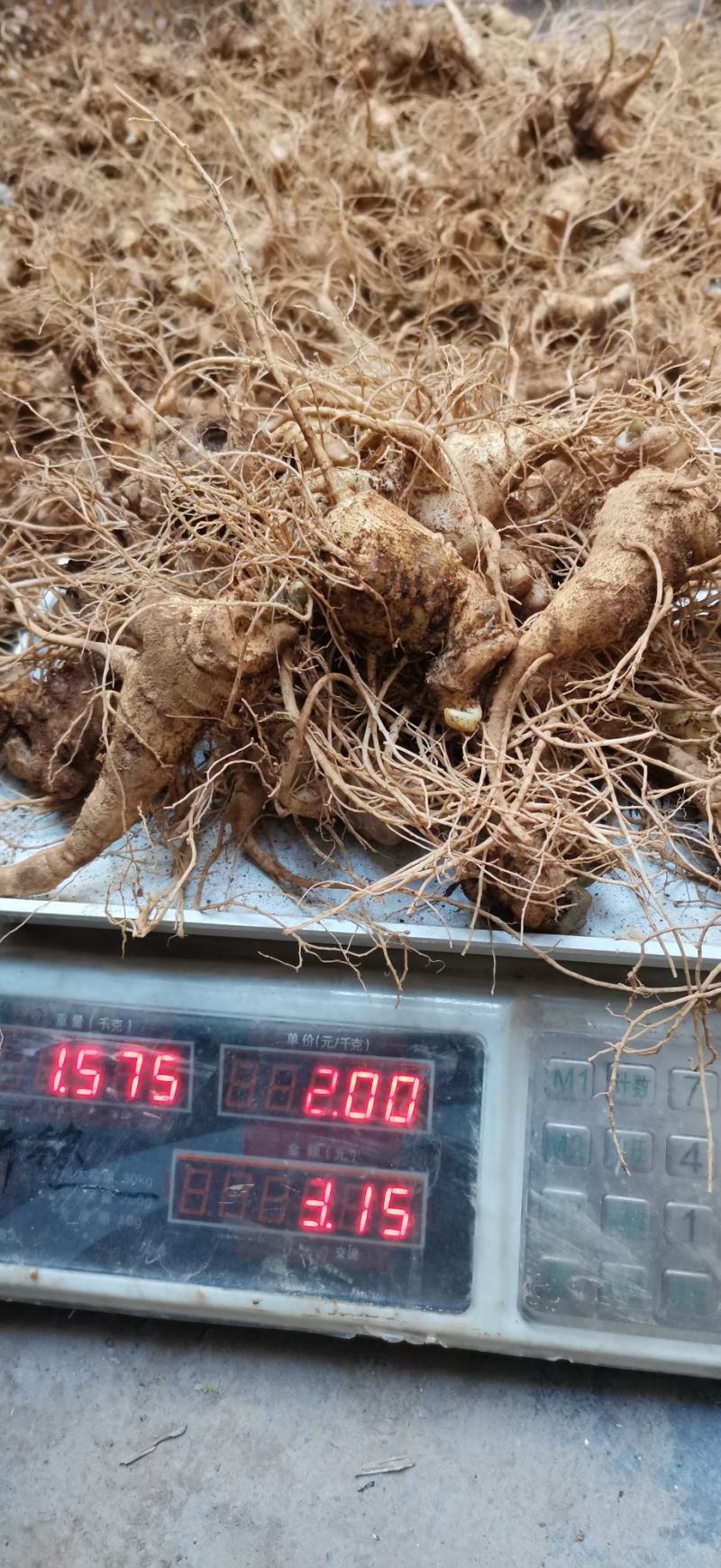 竹节参种苗，大叶竹节参，一年多年生种苗，成活率高