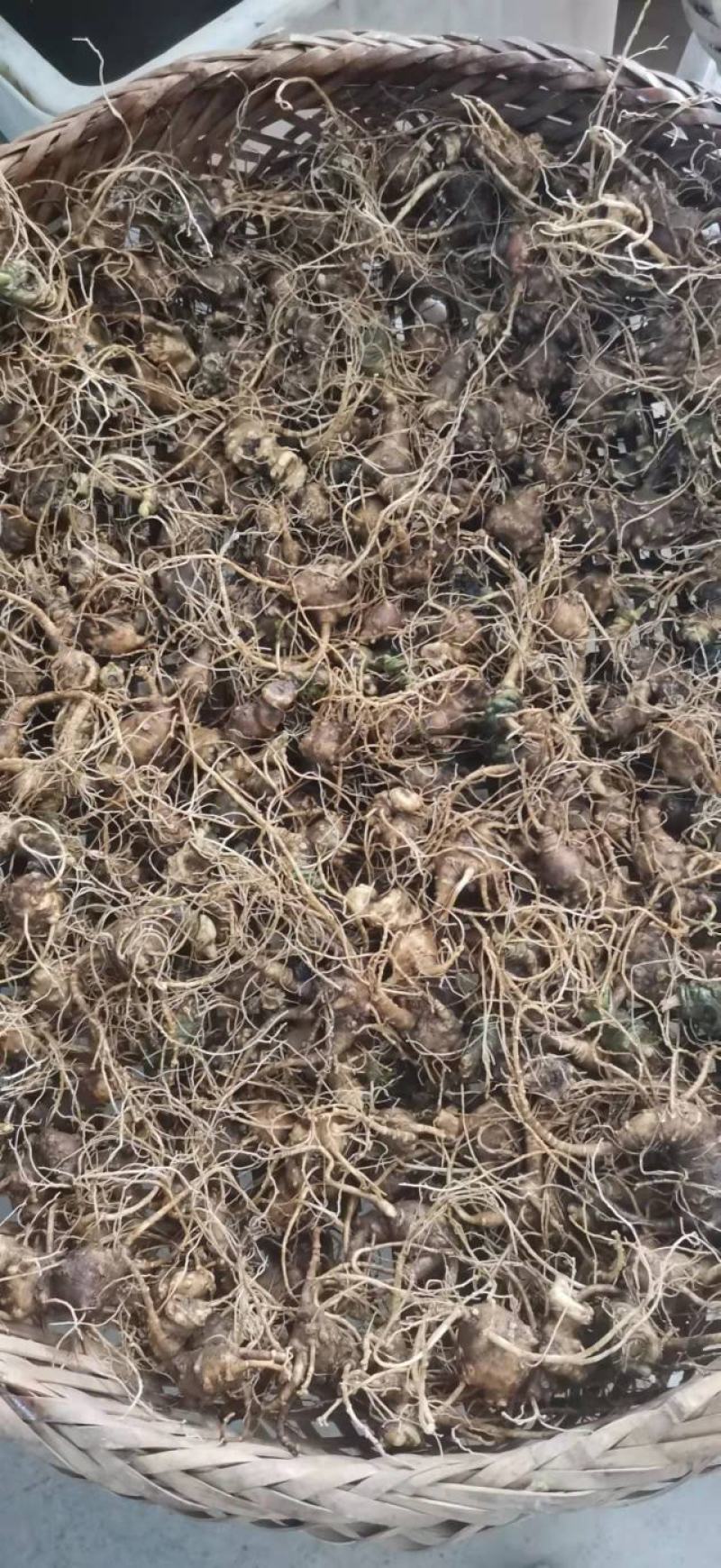 竹节参种苗，大叶竹节参，一年多年生种苗，成活率高