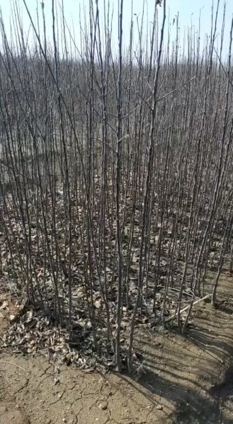 鸡心果海棠苗，又名锦绣海棠，塞外红。丰产耐寒，好管理。