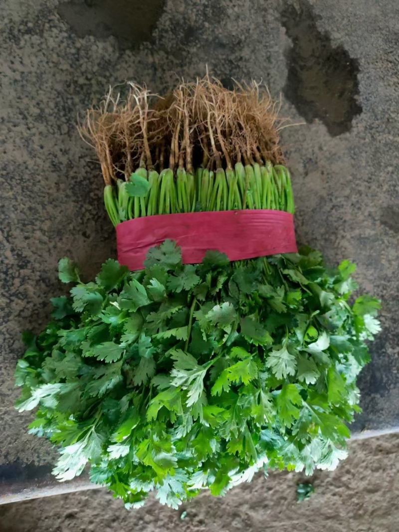 河北精品香菜一手货源产地直销协助找车包装一条龙服务
